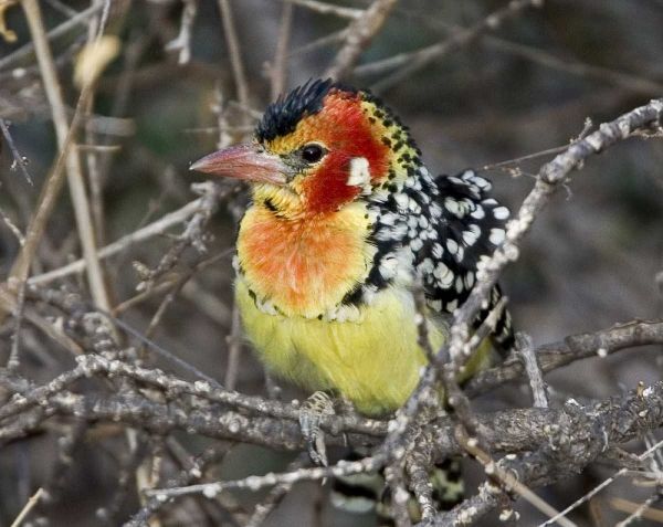 Kenya Red and yellow barbet perched on tree limb